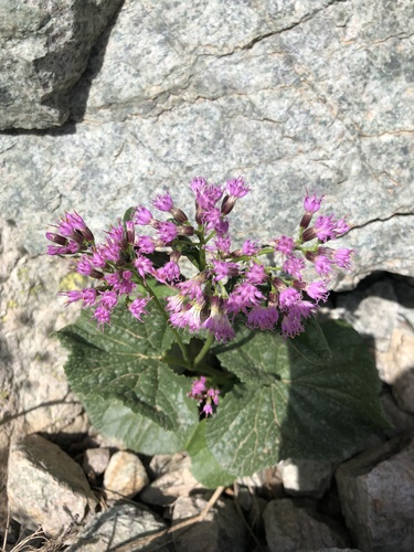 Adenostyles briquetii
