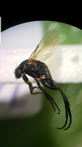 Borophaga