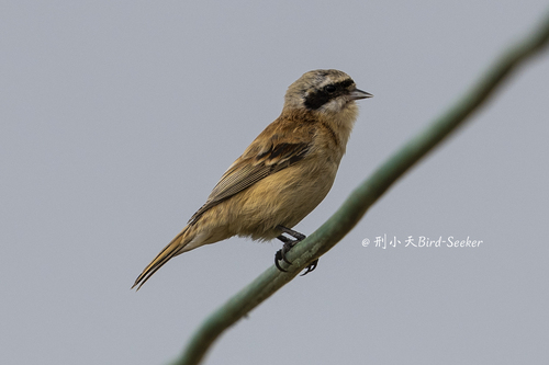 Chinese Penduline-Tit