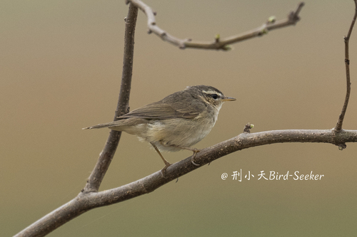 Dusky Warbler