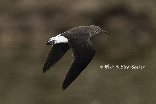 Green Sandpiper
