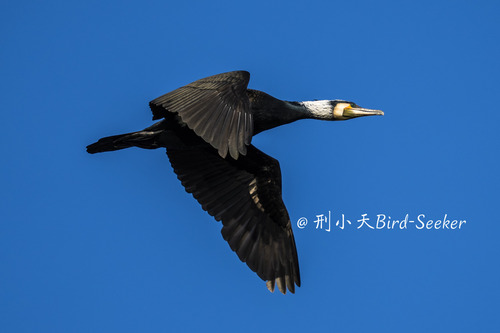 Great Cormorant