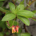 Coast Twinberry - Photo (c) NatureShutterbug, all rights reserved, uploaded by NatureShutterbug