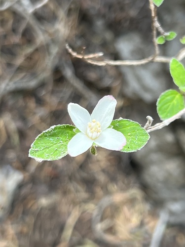 fourpetal cliffbush (Jamesia tetrapetala)
