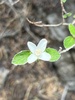 Fourpetal Cliffbush - Photo (c) David Burchfield, all rights reserved, uploaded by David Burchfield