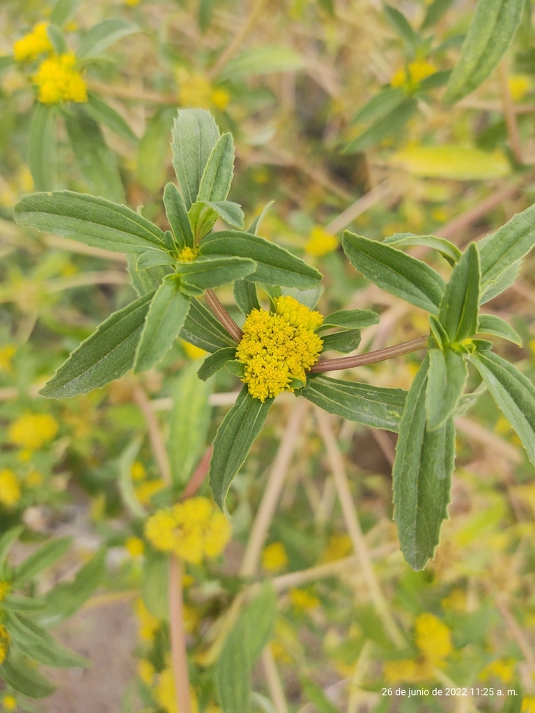 Clustered Yellowtops From Centenario, 23205 El Centenario, B.C.S ...