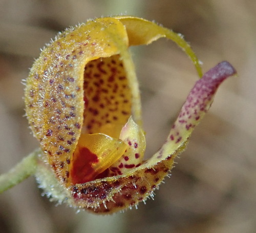 Scaphosepalum beluosum