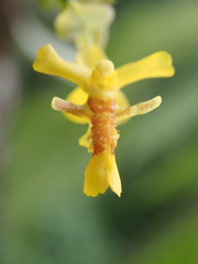 Lockhartia chocoensis image