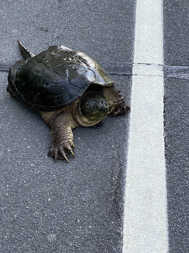 Common Snapping Turtle from Long Island, Orient, NY, US on June 26 ...