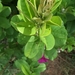 Purple Morning Glory - Photo (c) Chandan Pandey, all rights reserved, uploaded by Chandan Pandey