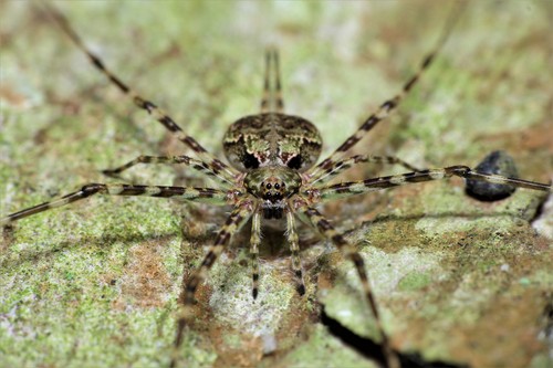 Mexican Two-tailed Spider