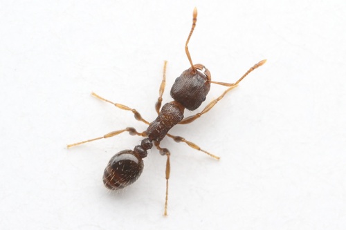 Immigrant Pavement Ant