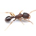 Immigrant Pavement Ant - Photo (c) Aaron Stoll, all rights reserved, uploaded by Aaron Stoll
