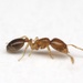Molesta-group Thief Ants - Photo (c) Aaron Stoll, all rights reserved, uploaded by Aaron Stoll
