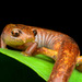Ramos' Salamander - Photo (c) Andrés Mauricio Forero Cano, all rights reserved, uploaded by Andrés Mauricio Forero Cano