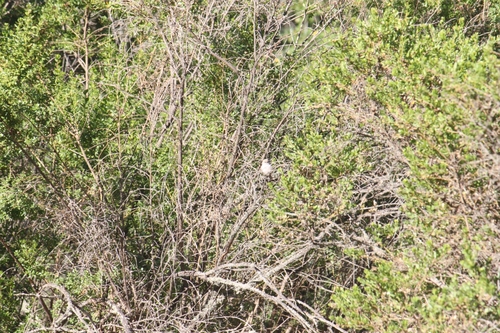 iNaturalist observation photo of Bushtit