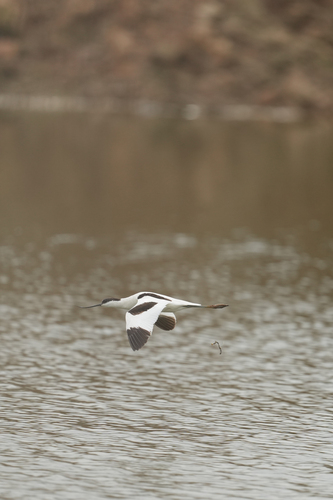 Pied Avocet