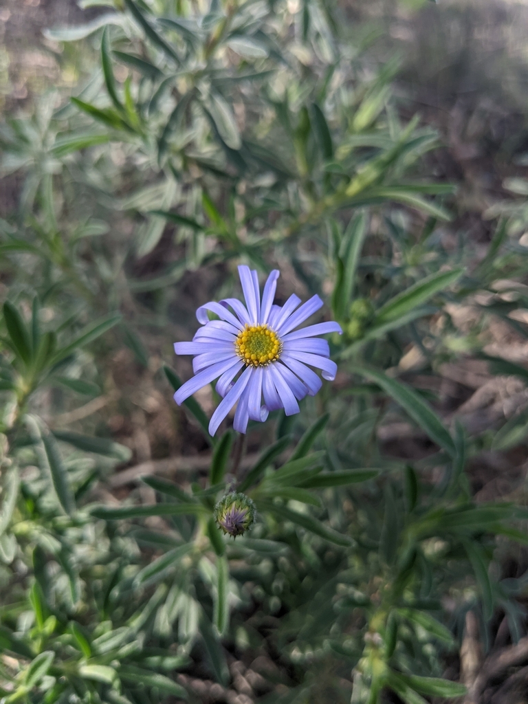 Deep Raspberry Daisies Rasp Daisy-bush in June 2022 by JS · iNaturalist