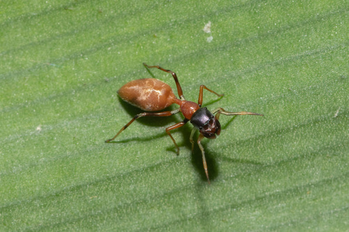 Myrmarachne biseratensis · iNaturalist