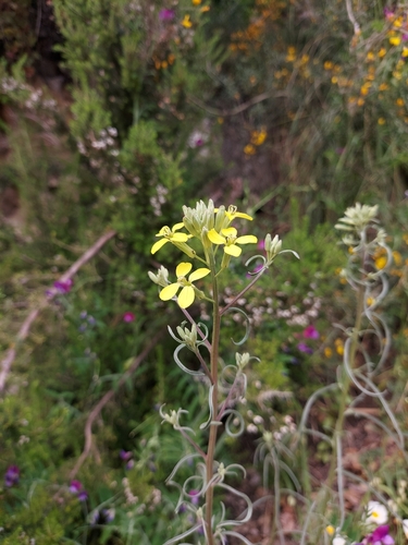 Erysimum crassistylum