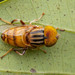 棕腿斑眼食蚜蠅 - Photo 由 Artur Tomaszek 所上傳的 (c) Artur Tomaszek，保留所有權利