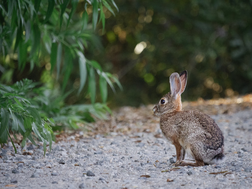 iNaturalist observation photo of Desert Cottontail