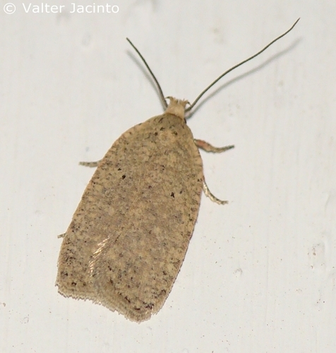 Agonopterix fruticosella