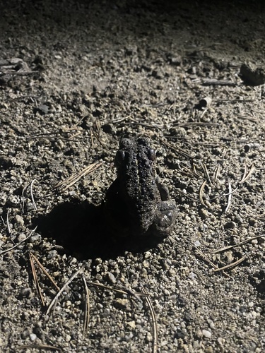 iNaturalist observation photo of Western Toad