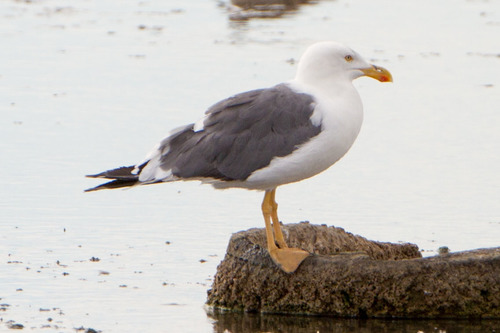 Yellow-footed Gull