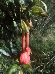 Passiflora adulterina image