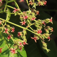 Anacardium occidentale image