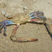 African Blue Swimming Crab - Photo (c) missnarjess, all rights reserved, uploaded by missnarjess