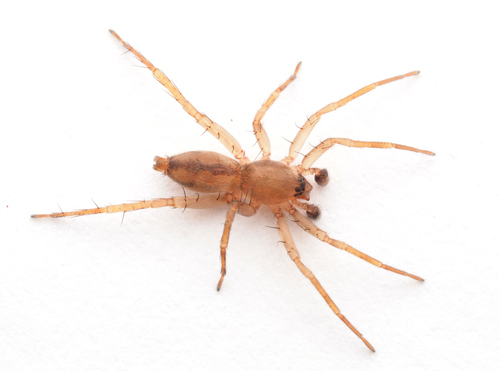 Clubiona canberrana