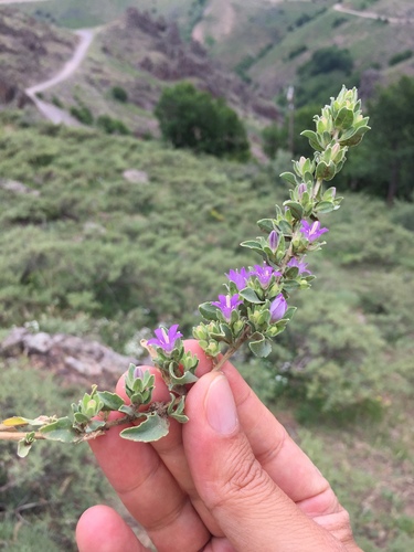 Campanula conferta