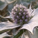 Sea Holly - Photo (c) Jan Sierens, all rights reserved, uploaded by Jan Sierens