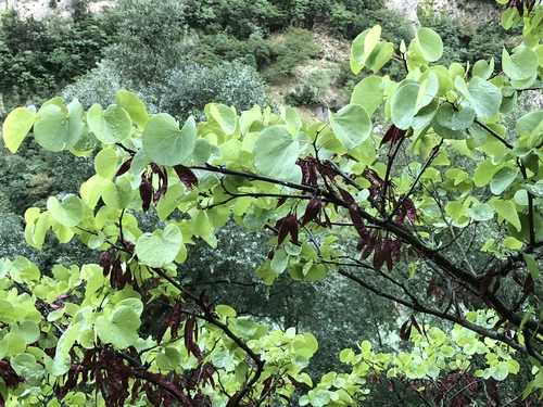 Judas-tree