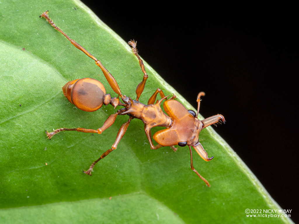 bay leaf ants