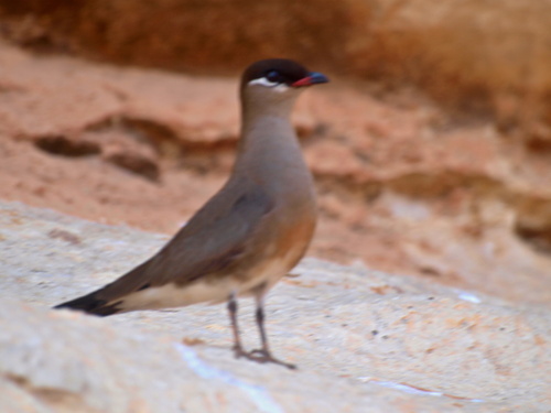 Madagascar Pratincole