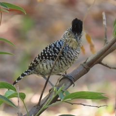 Thamnophilus doliatus image