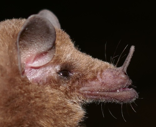 Vieira's Long-tongued Bat (Xeronycteris vieirai) — Data Deficient Mammalia