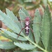 Neoclytus senilis - Photo (c) leah305, all rights reserved