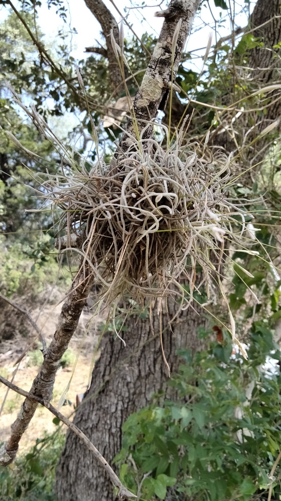 ballmoss from Dime Box, TX 77853, USA on June 27, 2022 at 1123 AM by