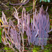 Purple Spindles - Photo (c) mossy, all rights reserved, uploaded by mossy