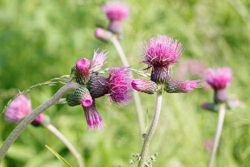 Cirsium rivulare (Jacq.) All.