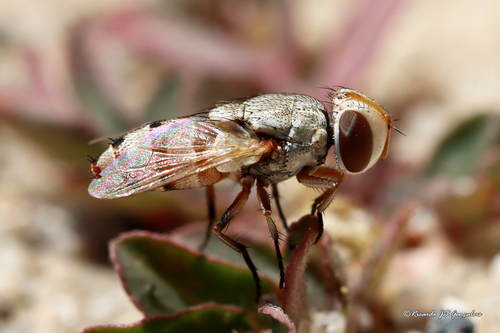 Craticulina