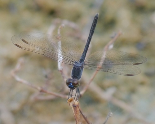 Seaside Dragonlet