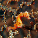 Observation photo
