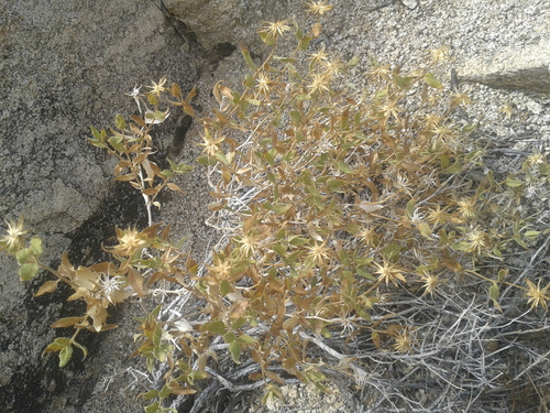 Brickellia atractyloides var. arguta