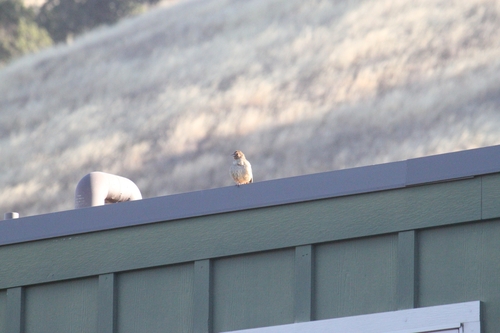 iNaturalist observation photo of California Towhee