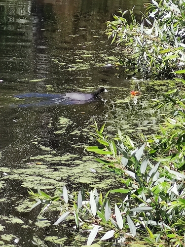 iNaturalist observation photo of American Coot